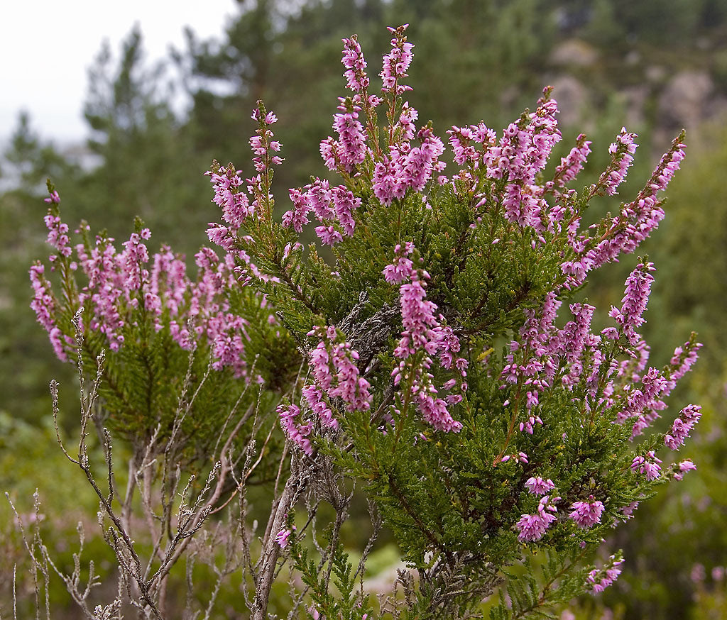 Heather Flower, Organic
