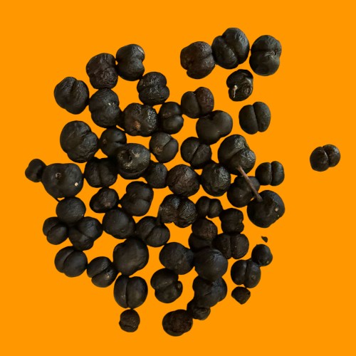 Tasmanian Mountain Pepperberry - Freeze Dried!