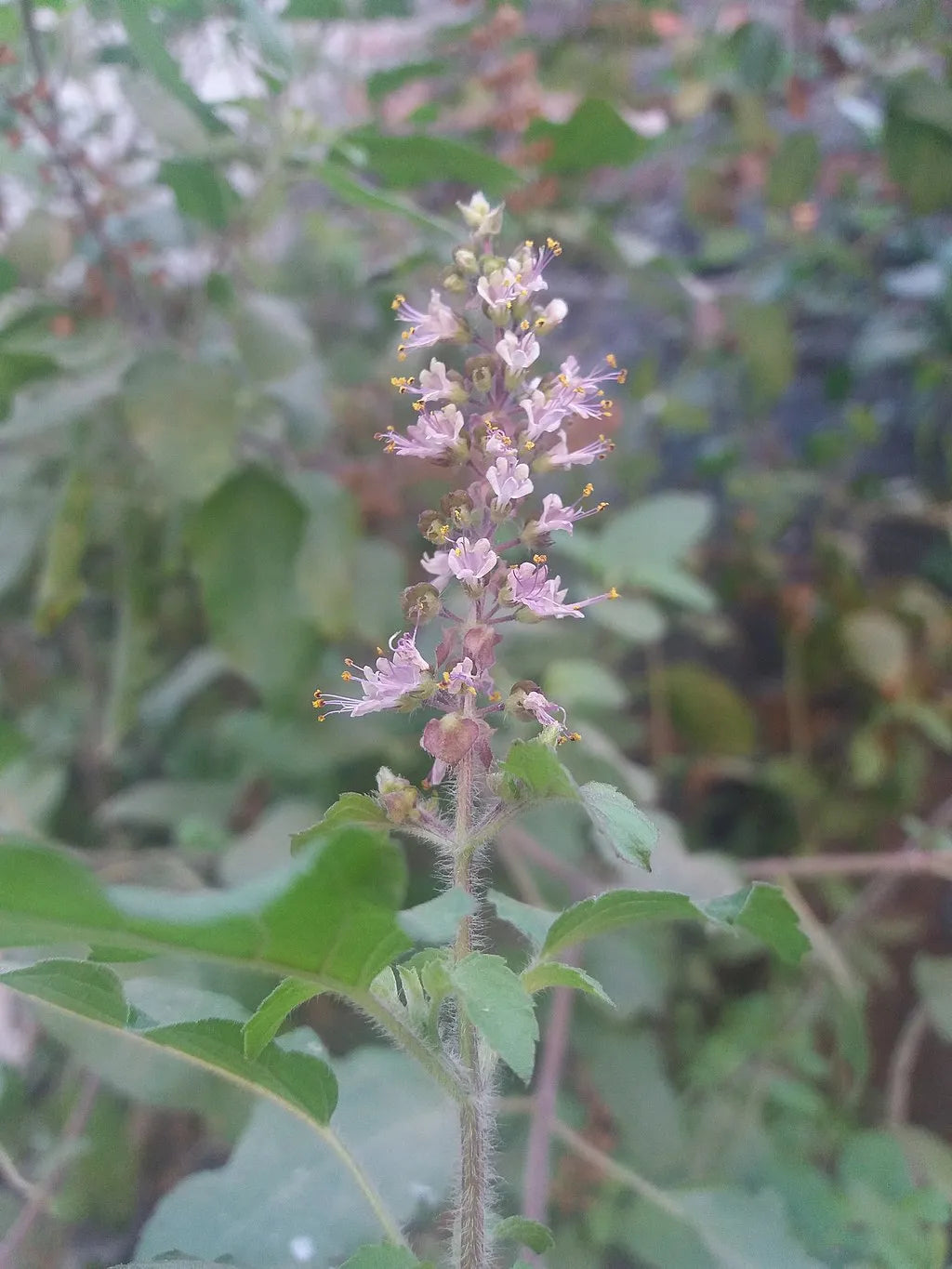 Tulsi Rose (Ocimum tenuiflorum, Manjiri)