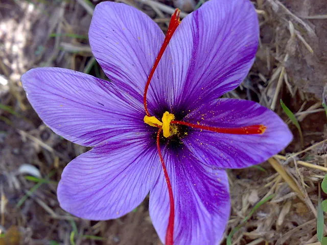 Spanish Saffron Threads