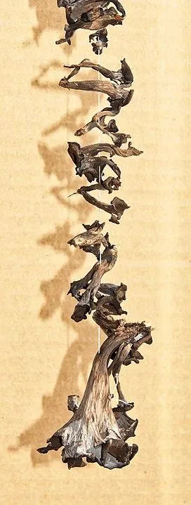 Black Chanterelles, Black Trumpets, Horns of Plenty mushrooms, wildcrafted