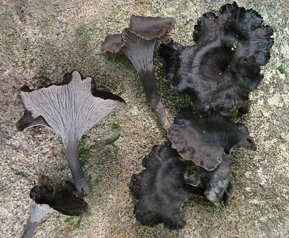 Black Chanterelles, Black Trumpets, Horns of Plenty mushrooms, wildcrafted