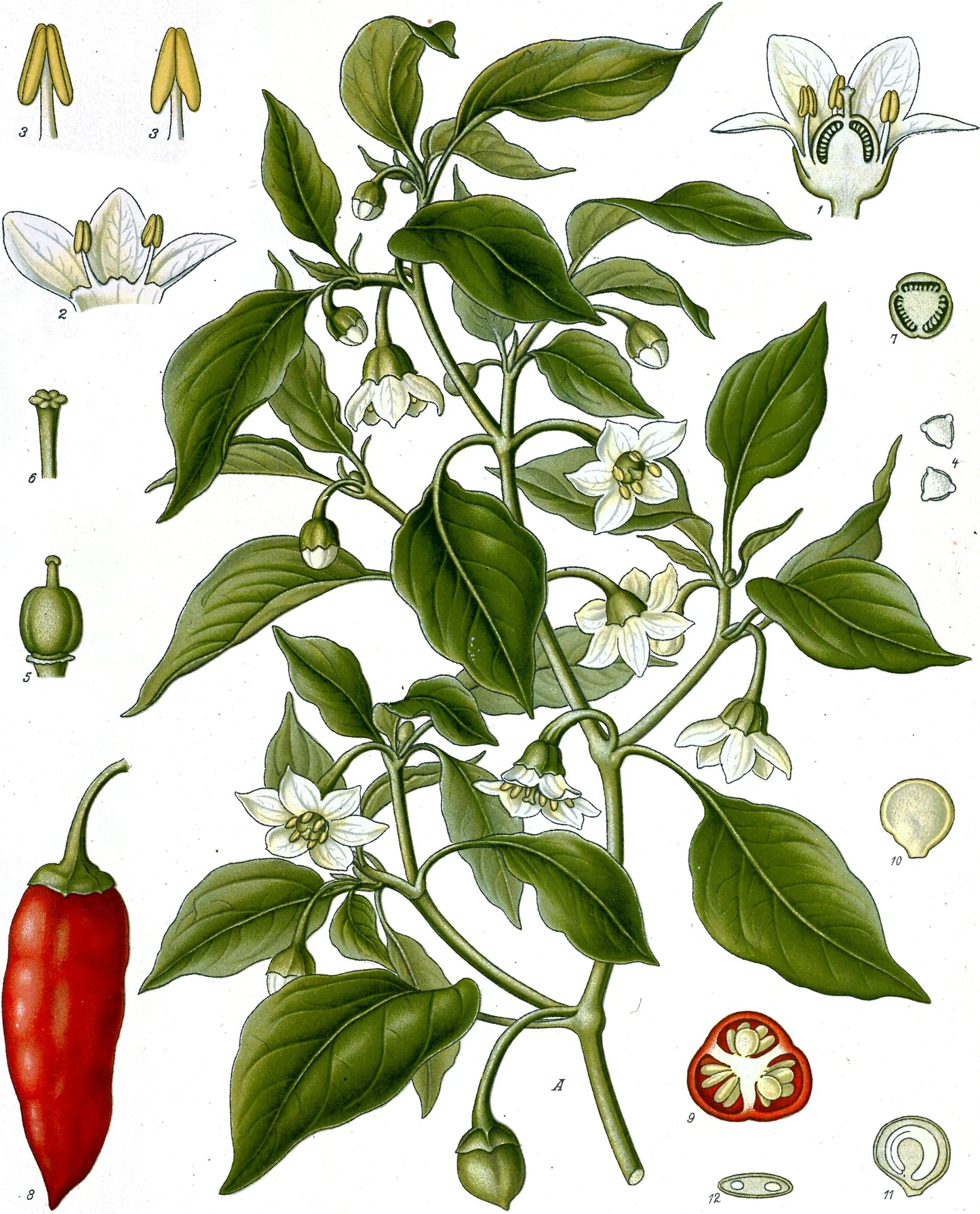 Kashmiri Red Chili Whole (Deggi Mirch)
