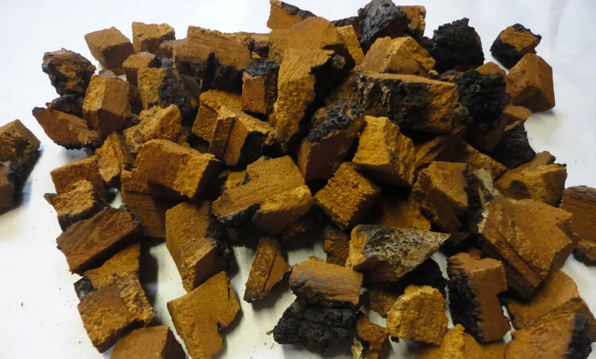 Chaga Mushroom, pieces, 1oz (Inonotus obliquus)