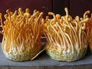 Cordyceps Mushroom Powder