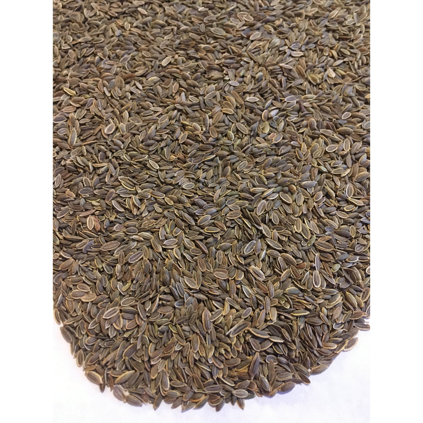 Dill Seed