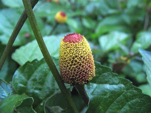 Dried Spilanthes, (toothache plant, paracress, Sichuan buttons, buzz buttons, tingflowers, electric daisy ) Certified Organic