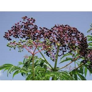 Elderberries (Sambucus)