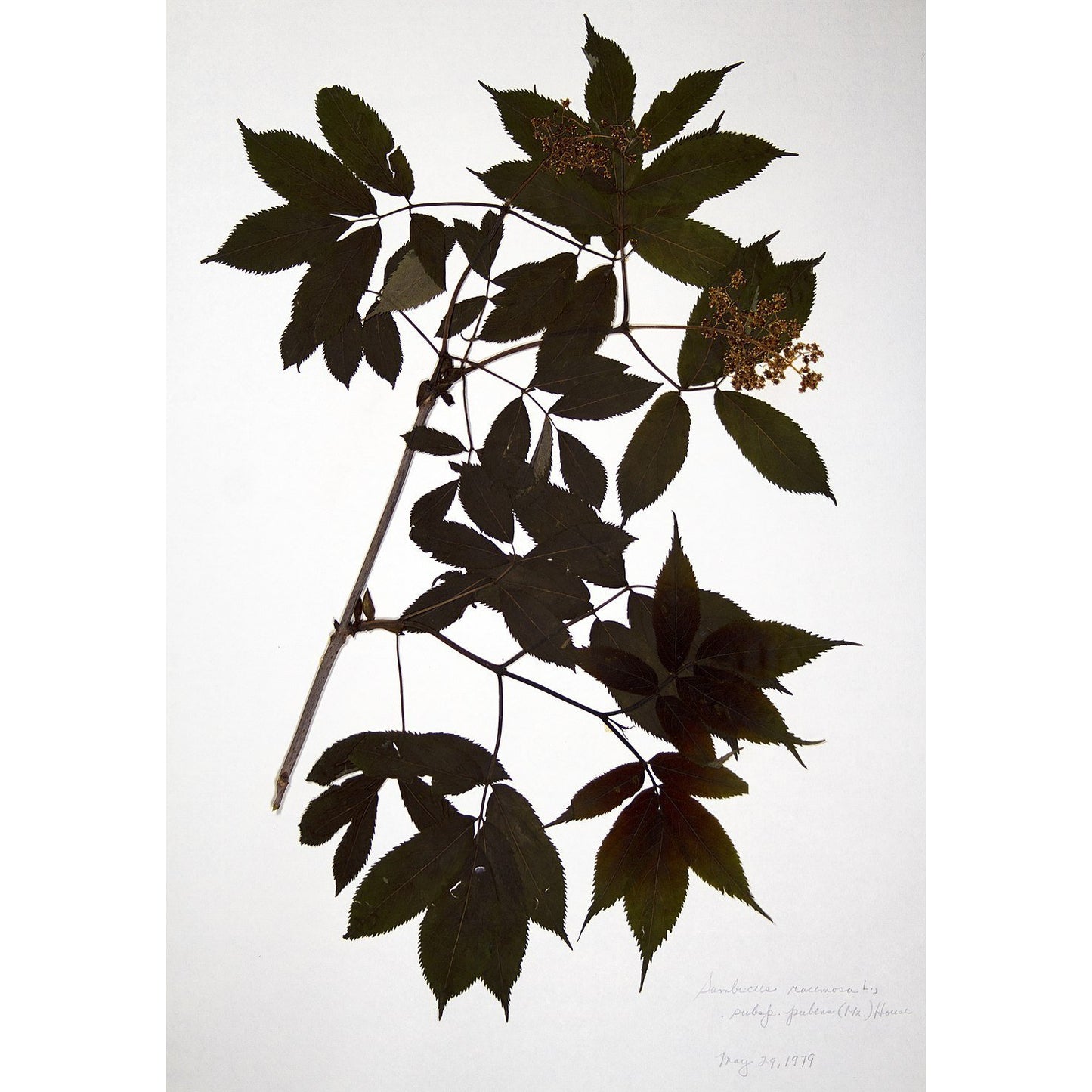 Elderberries (Sambucus)