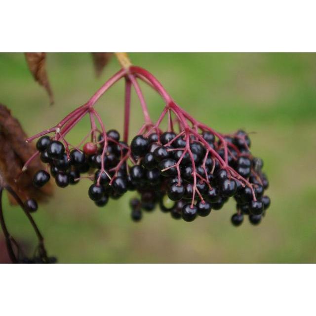 Elderberries (Sambucus)