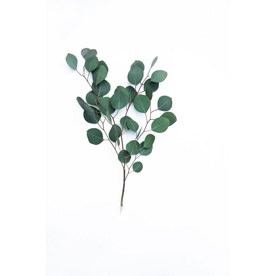Eucalyptus Leaf