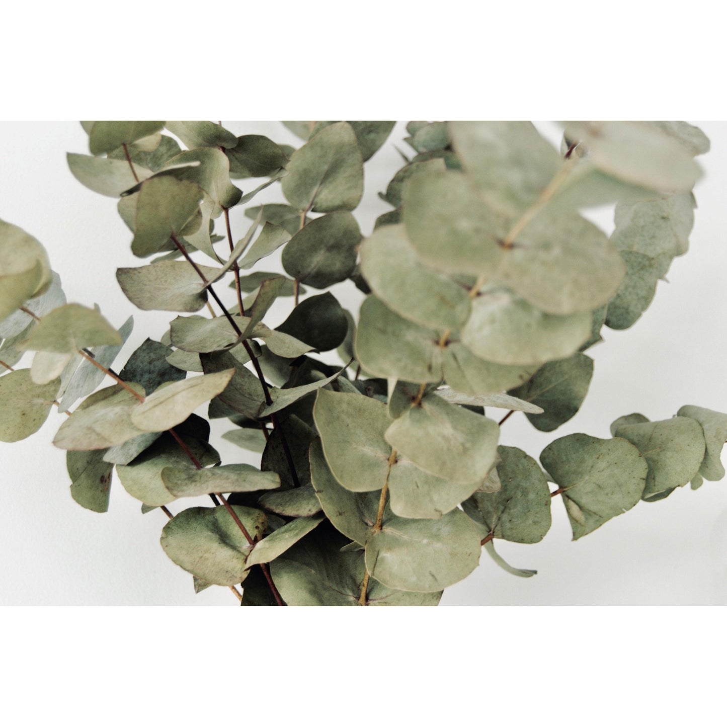 Eucalyptus Leaf