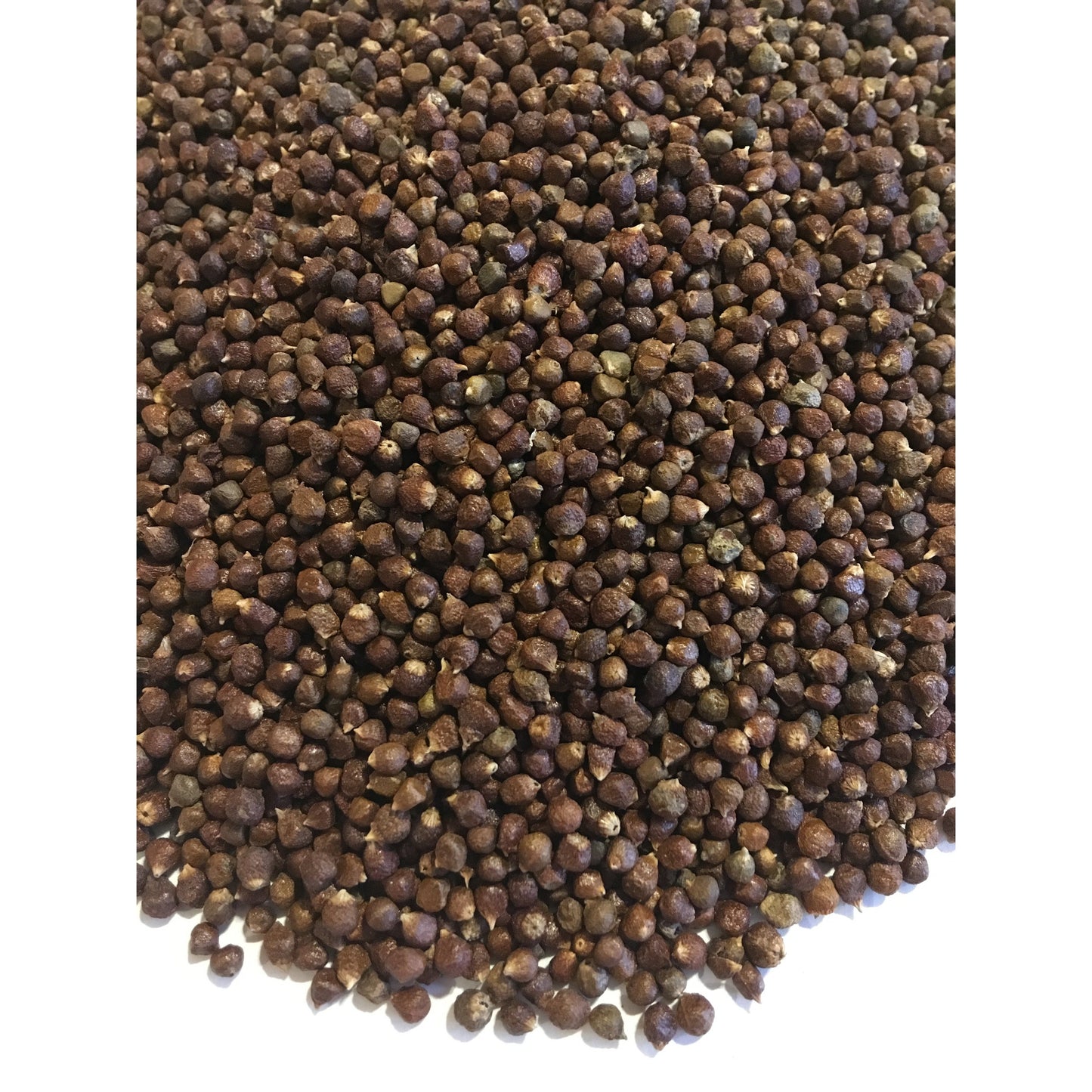 Grains of Paradise