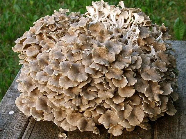 Lumpy Bracket, Umbrella Polypore, Zhu Ling (Polyporus umbellatus)