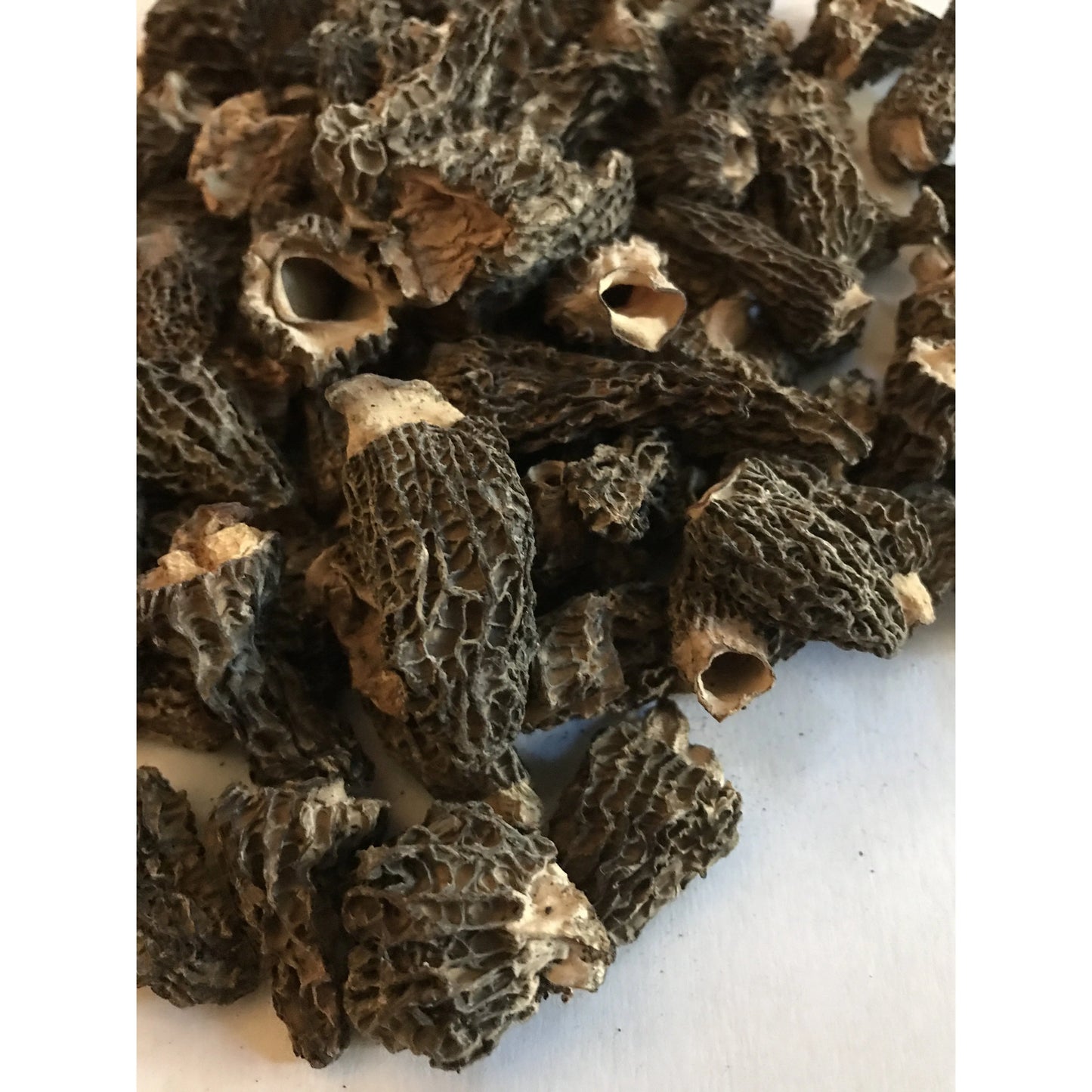 Morel Mushrooms, wildcrafted