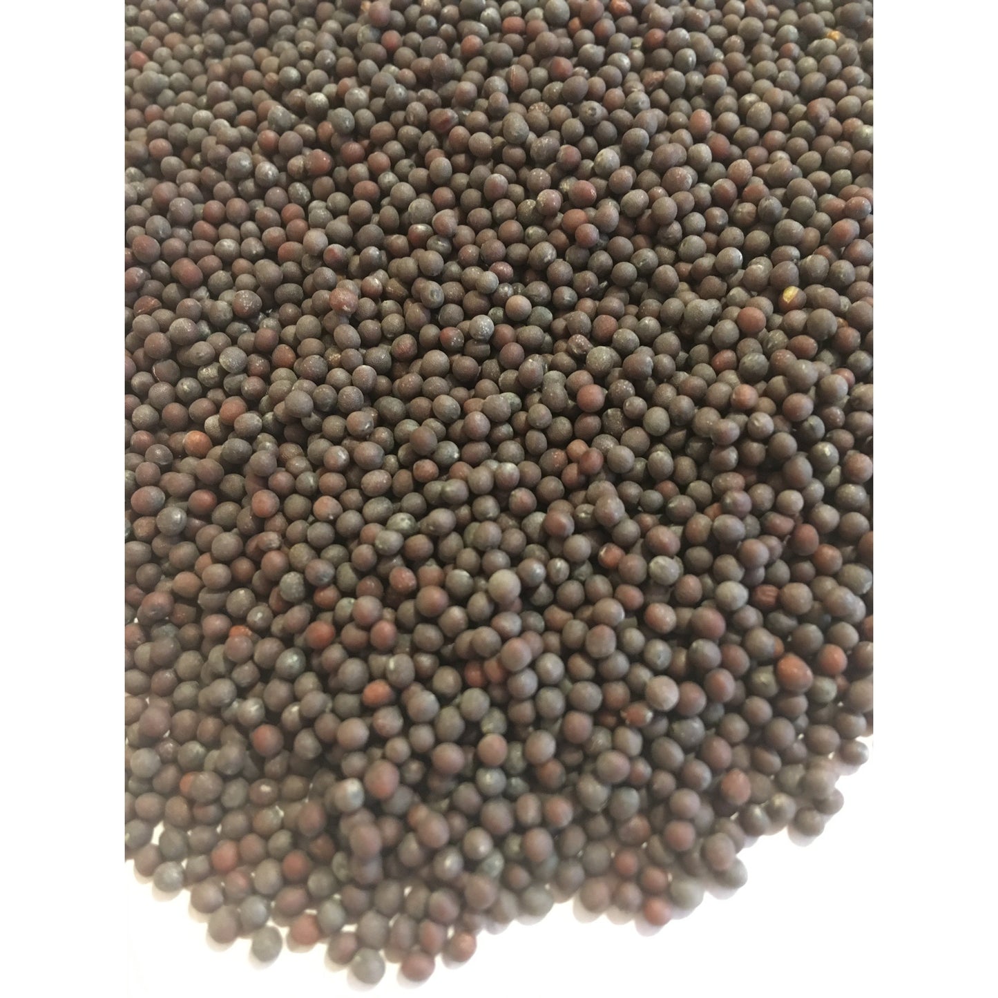 Mustard Seed, Black