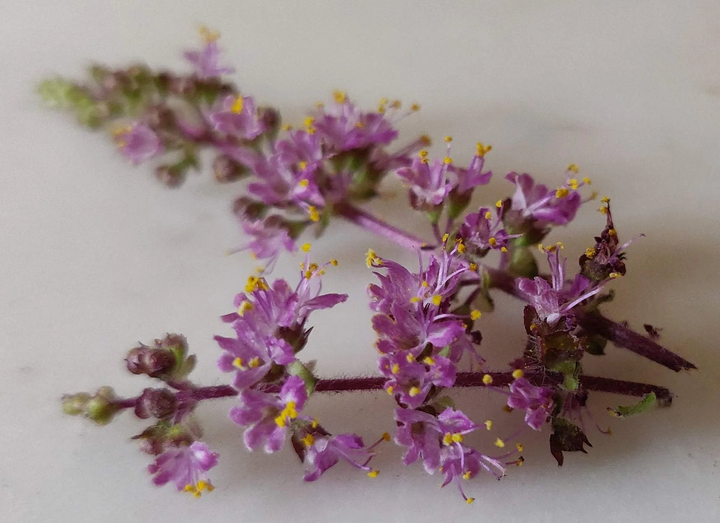 Tulsi Rose (Ocimum tenuiflorum, Manjiri)