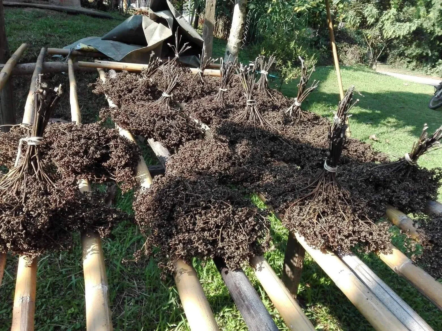 Thai Makhwan peppercorn พริกไทย (Zanthoxylum limonella Alston)