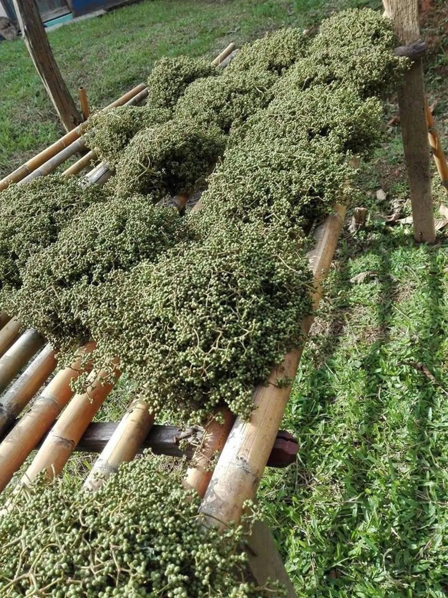 Thai Makhwan peppercorn พริกไทย (Zanthoxylum limonella Alston)