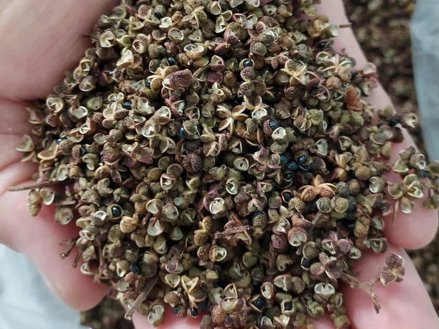 Thai Makhwan peppercorn พริกไทย (Zanthoxylum limonella Alston)