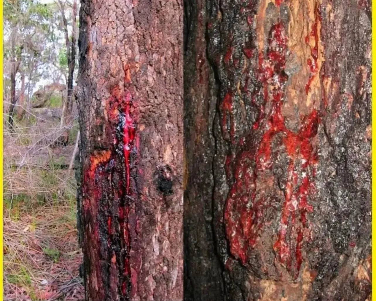 Dragon's Blood Resin