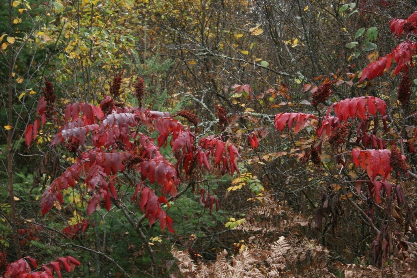 Authentic Sumac (Rhus coriaria)