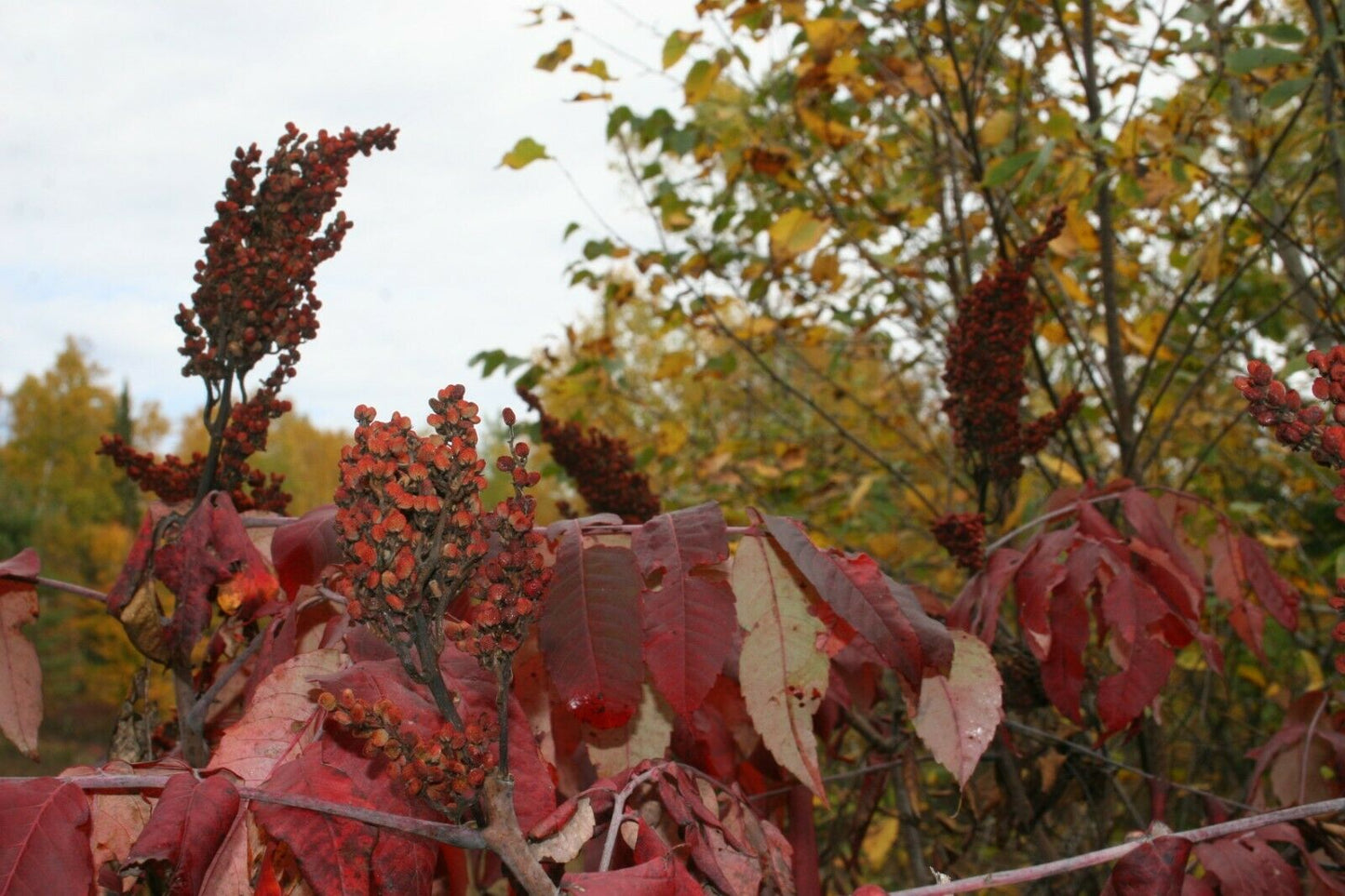 Authentic Sumac (Rhus coriaria)