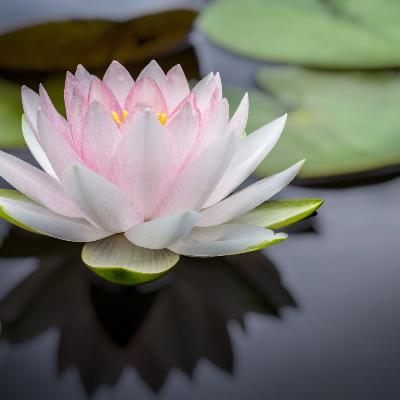 Scents, Smudges, Fragrances