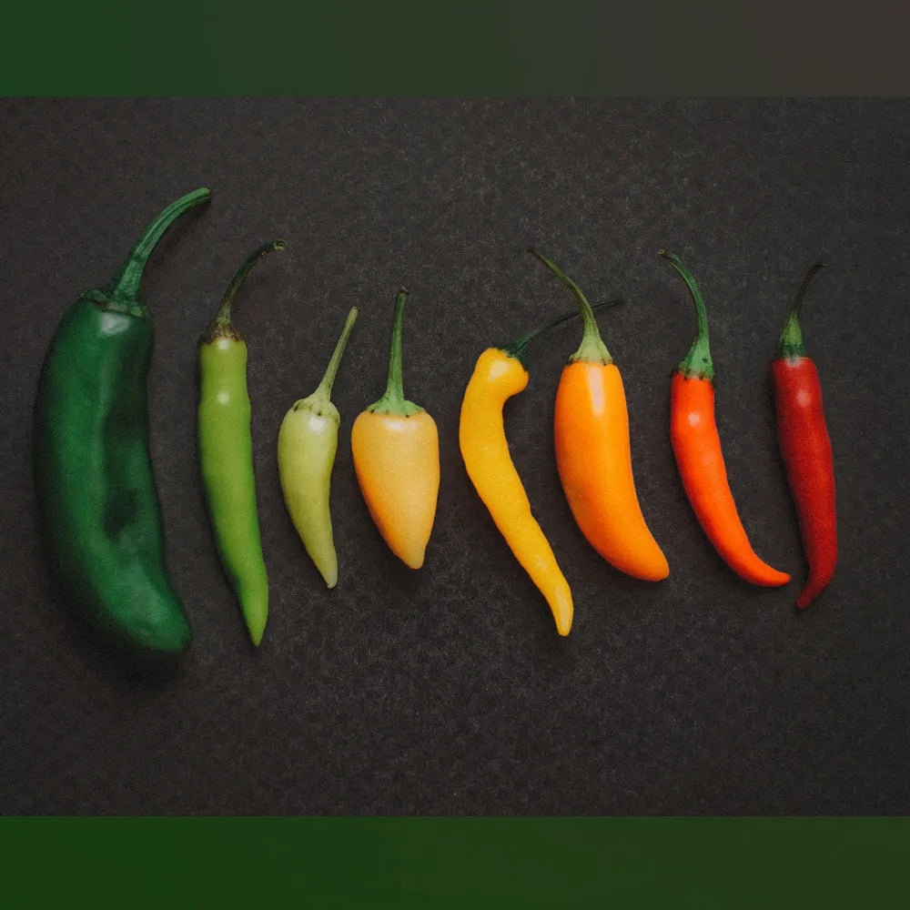 Chiles and Peppers