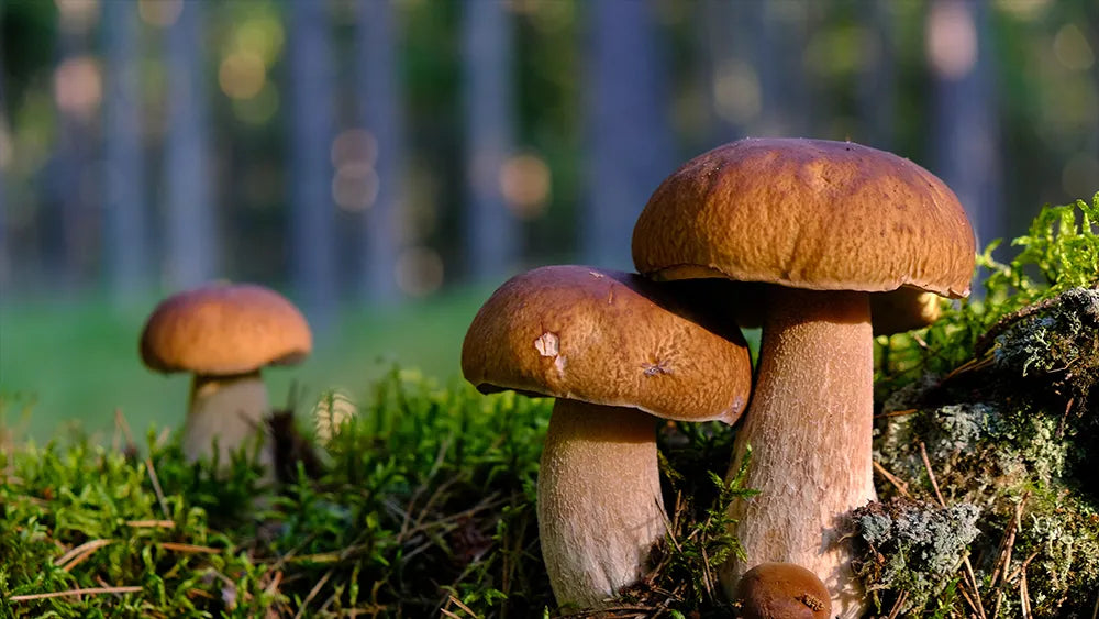 Discover Wild and Medicinal Mushrooms