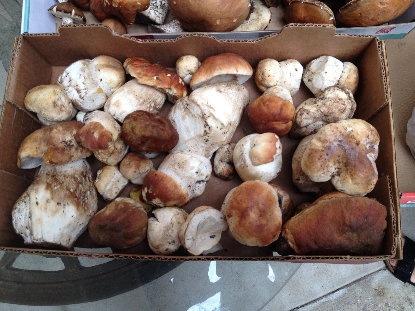 2 oz Dried Sierra Madre Porcini Mushrooms
