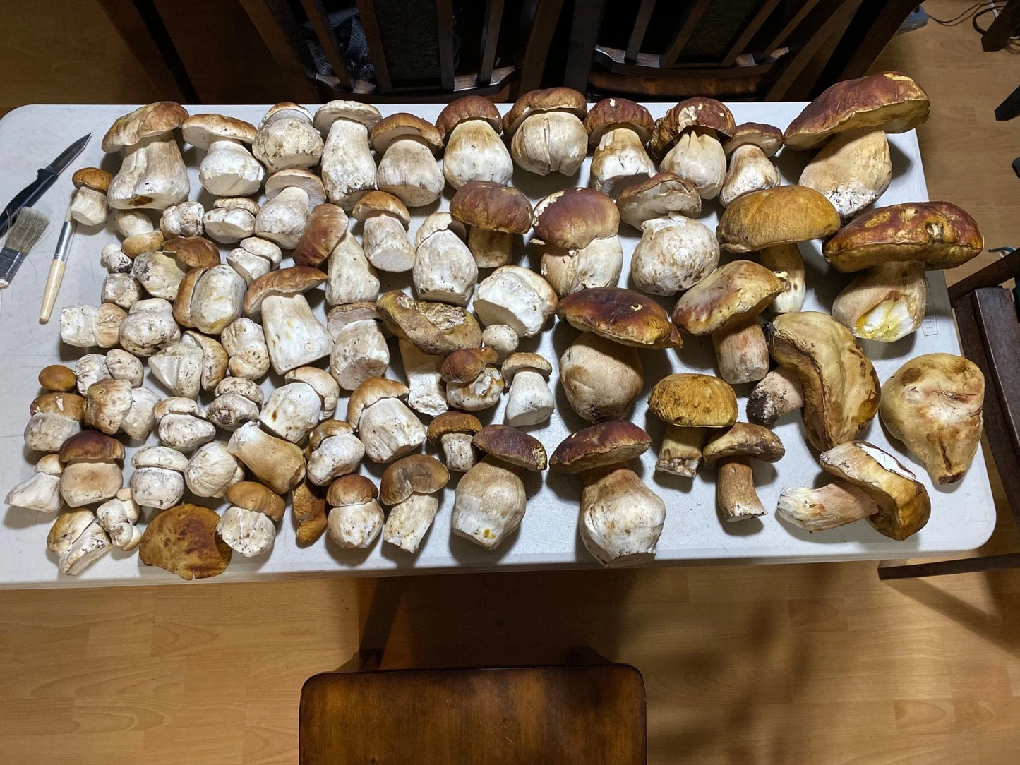 2 oz Dried Sierra Madre Porcini Mushrooms