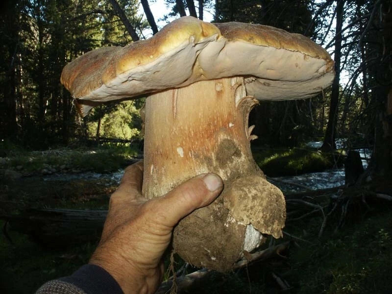2 oz Dried Sierra Madre Porcini Mushrooms