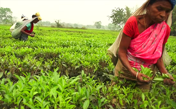 Heritage Assam Pekoe - Single Origin, Small Batch Assam Pekoe Tea