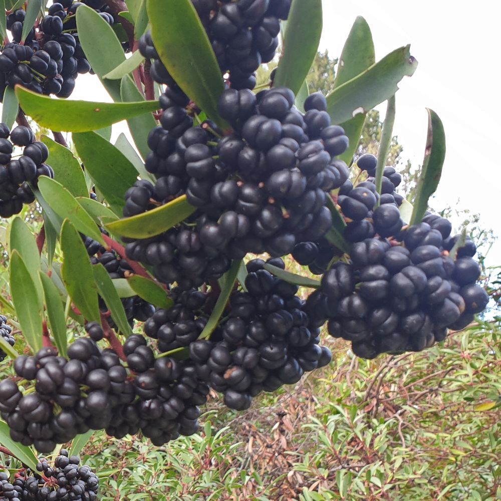 Tasmanian Mountain Pepperberry
