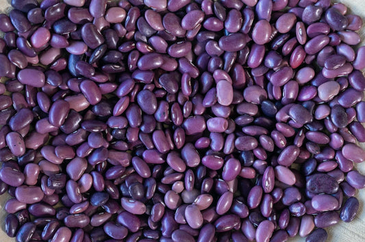 Ayocote Morado Bean -  Rancho Gordo