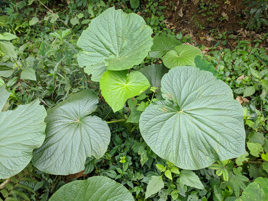 Cow's Foot Leaves (Bauhinia forficata, pata de vaca) — large pieces