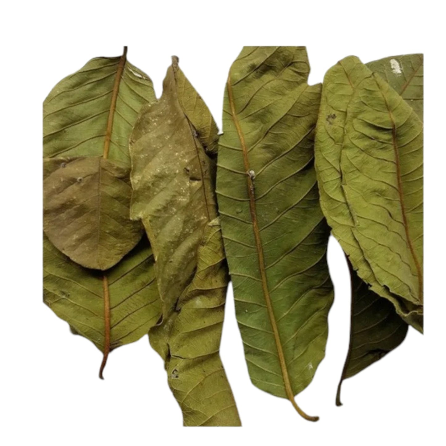 Guava leaves Tea, Hojas de guayaba Natural Dried whole Guava leaves