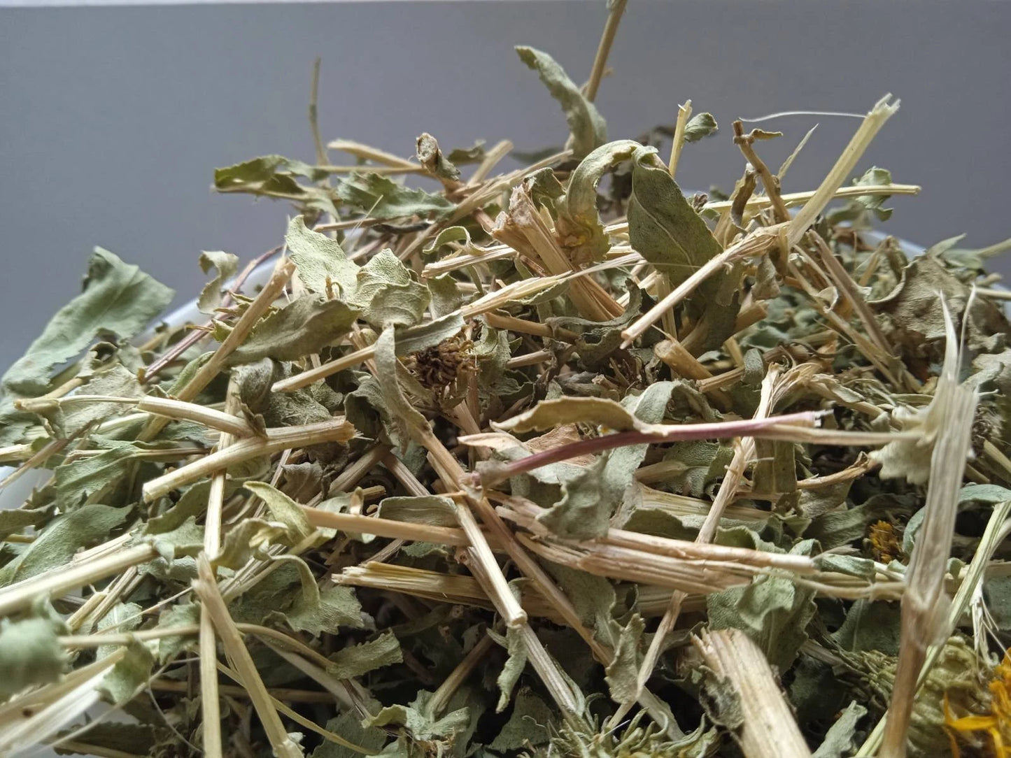 Grindelia Curlycup gumweed dried cut herb