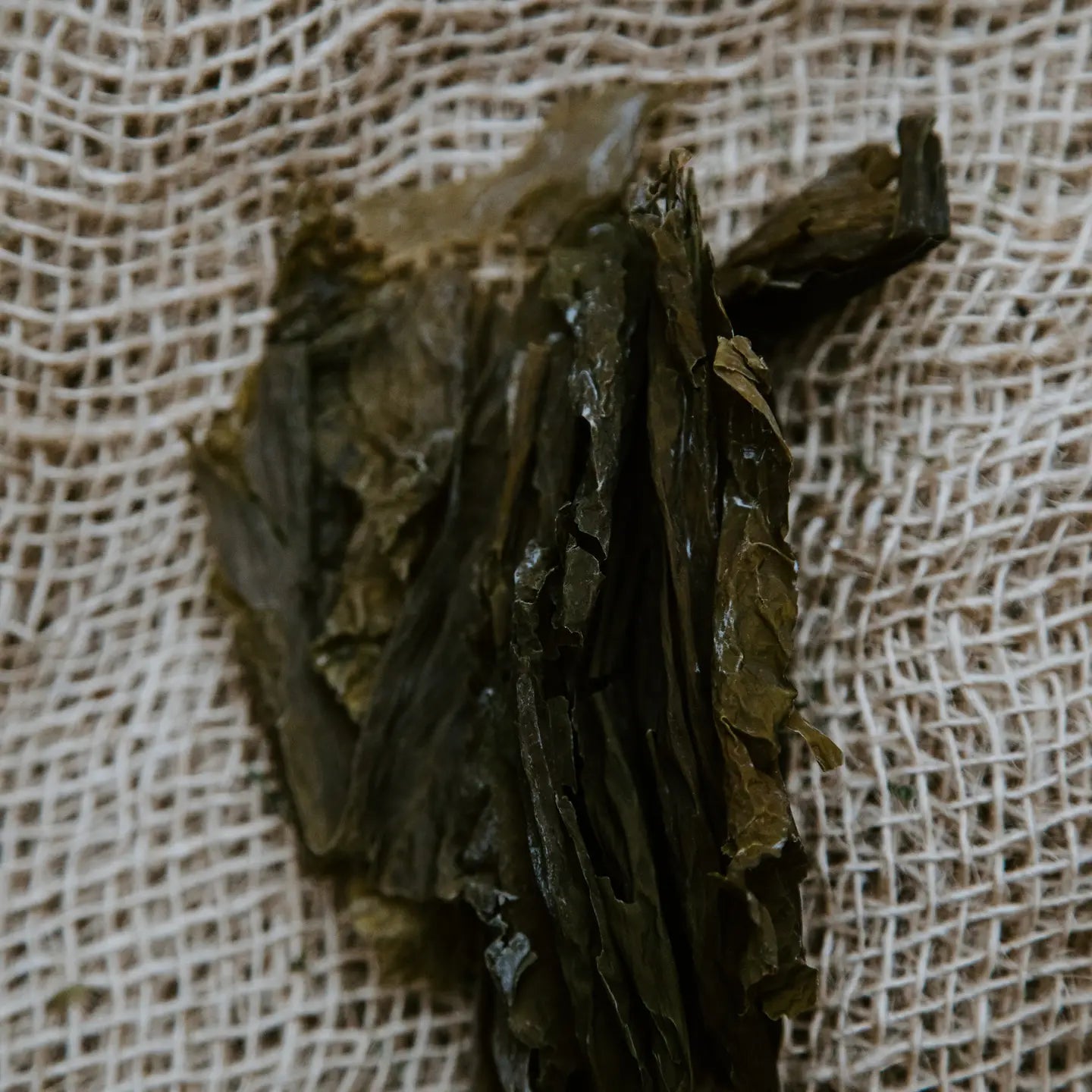 Wild Cobscook Sugar Kelp - Smithereen Farm