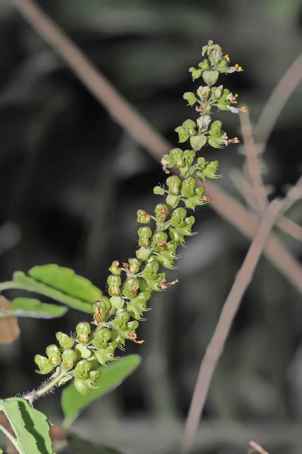 Tulsi Rose (Ocimum tenuiflorum, Manjiri)