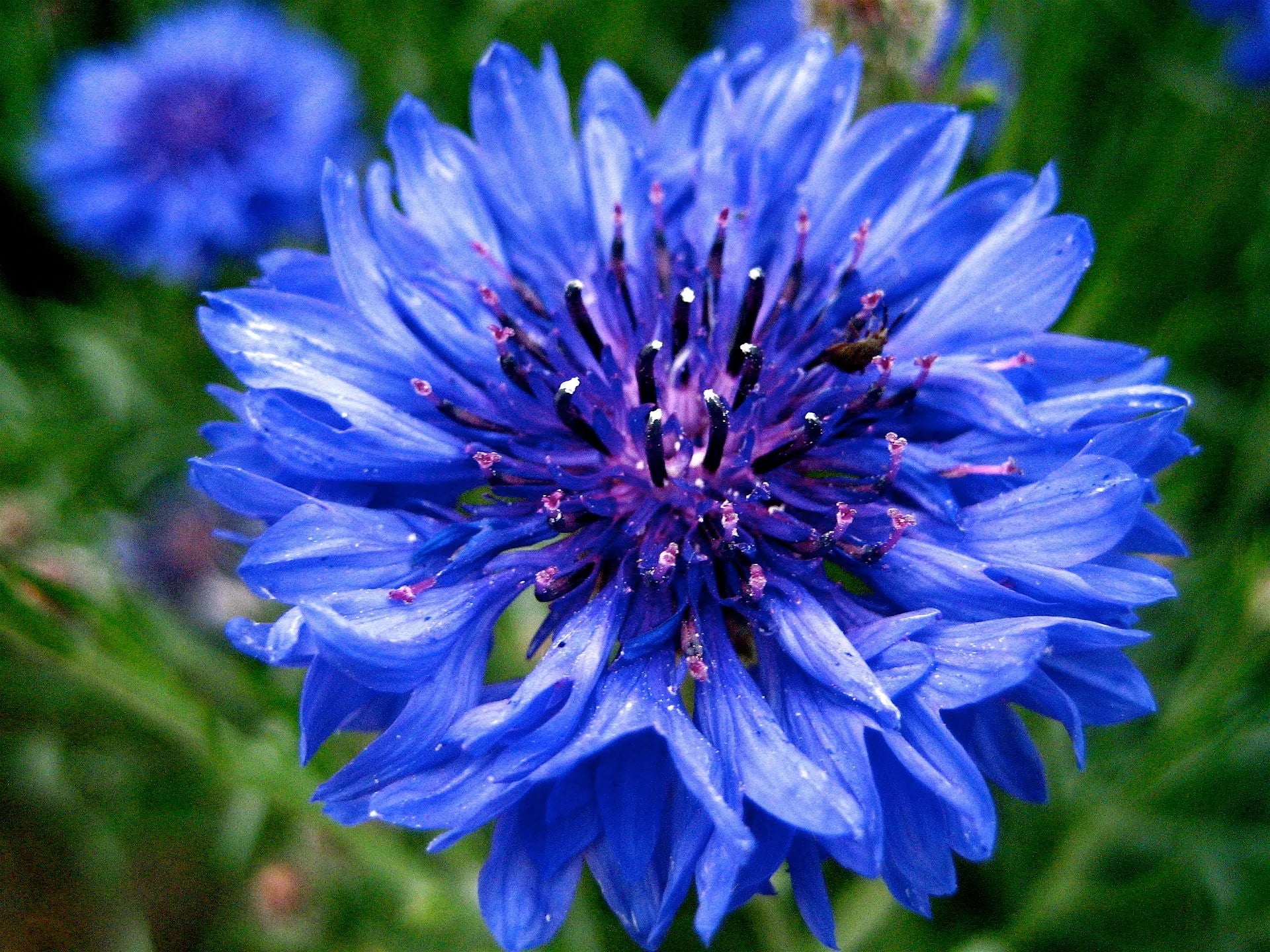Dried Blue Cornflower Petals Buds (Centaurea Cyanus)