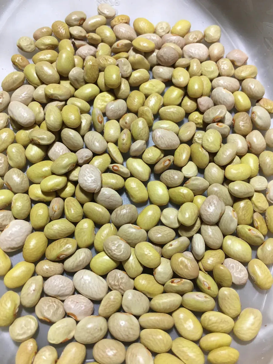 Baja Azufrado (Rarámuri Azufrado) Beans - Rio del Rey Heirloom Beans