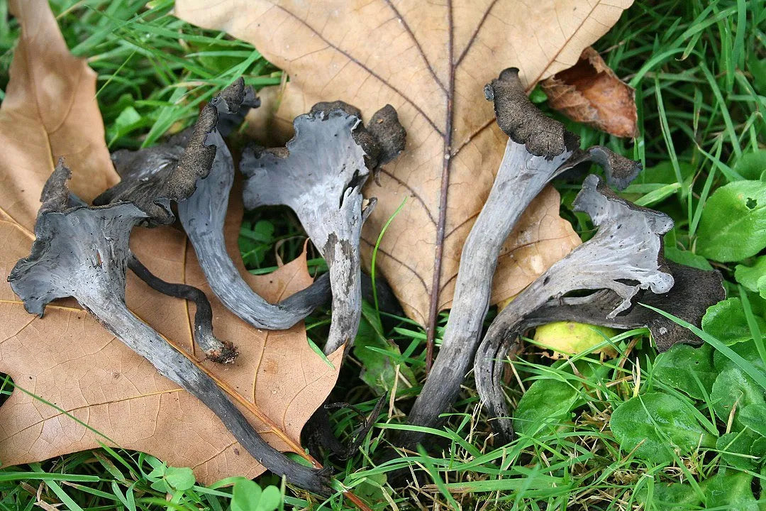 Black Chanterelles, Black Trumpets, Horns of Plenty mushrooms, wildcrafted
