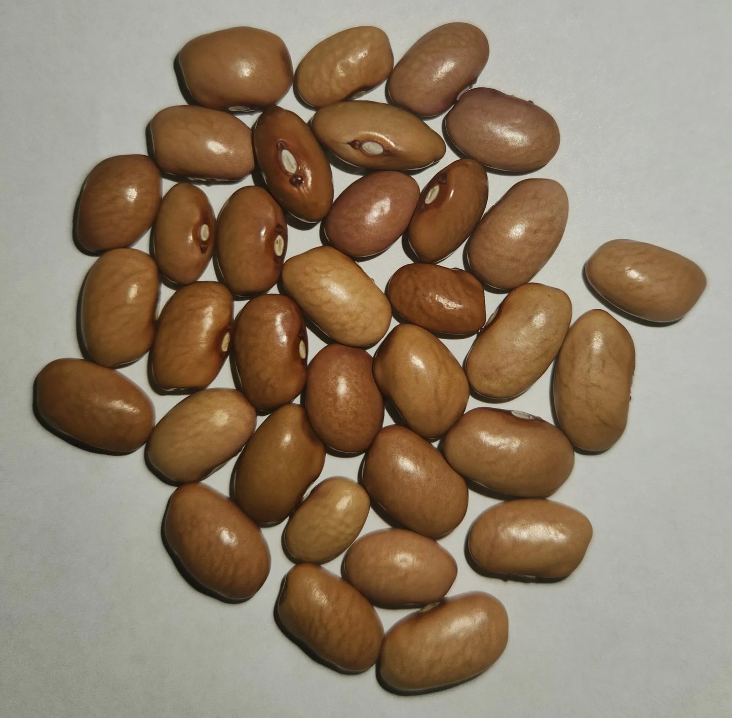 Piute Yellow Tepary Beans - Rio del Rey Heirloom Beans
