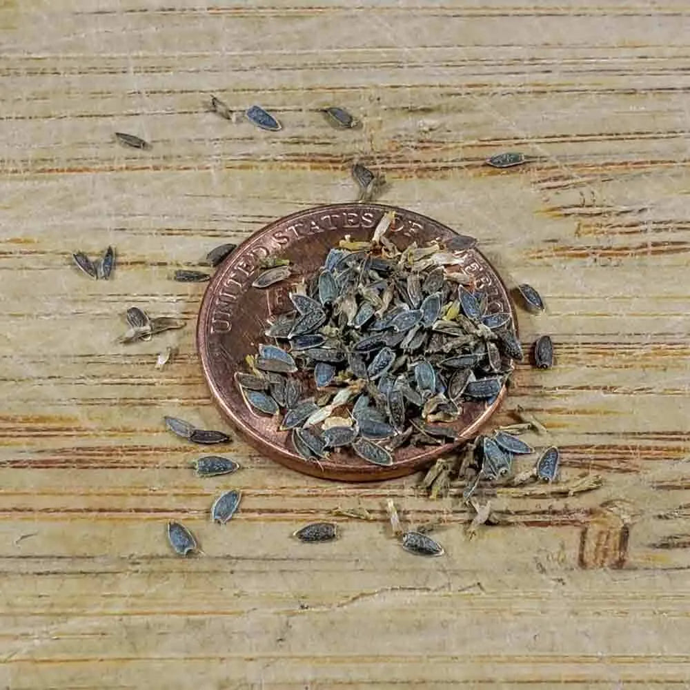 dysmantle plant seed Dried Spilanthes