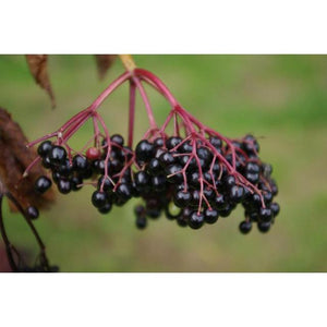 Elderberries (Sambucus)