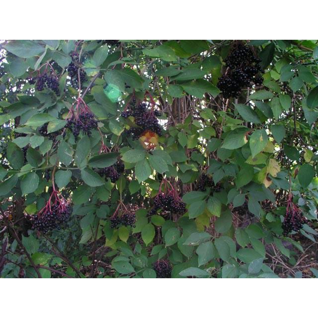 Elderberries (Sambucus)