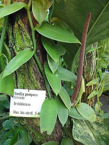 Fragrant Vanilla Beans