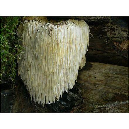 Organic Lion's Mane Mushroom, Mycelium Powder, (Hericium erinaceus)
